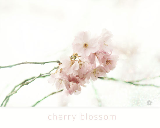 cherry_blossom_s.jpg